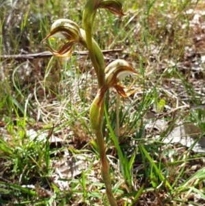 Oligochaetochilus hamatus at Stromlo, ACT - 27 Oct 2021