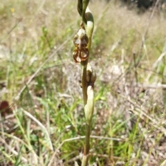 Oligochaetochilus hamatus at Stromlo, ACT - 27 Oct 2021