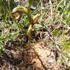 Oligochaetochilus hamatus at Stromlo, ACT - 27 Oct 2021