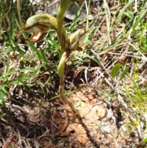 Oligochaetochilus hamatus at Stromlo, ACT - 27 Oct 2021