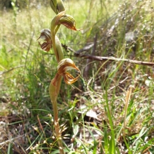 Oligochaetochilus hamatus at Stromlo, ACT - 27 Oct 2021