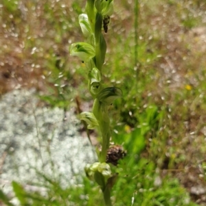 Hymenochilus cycnocephalus at Stromlo, ACT - 27 Oct 2021