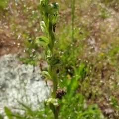 Hymenochilus cycnocephalus at Stromlo, ACT - 27 Oct 2021