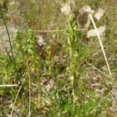 Hymenochilus cycnocephalus at Stromlo, ACT - 27 Oct 2021