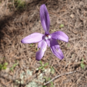 Glossodia major at Stromlo, ACT - 27 Oct 2021