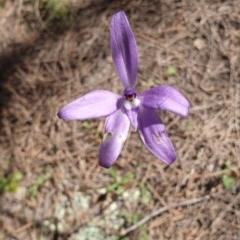 Glossodia major (Wax Lip Orchid) at Stromlo, ACT - 27 Oct 2021 by Rebeccajgee