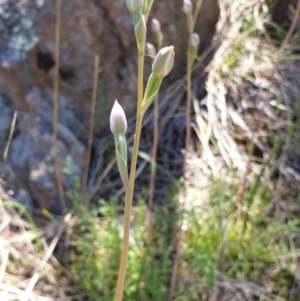 Thelymitra sp. at Stromlo, ACT - 27 Oct 2021