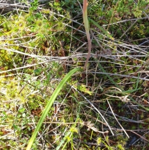 Thelymitra sp. at Stromlo, ACT - suppressed