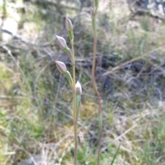 Thelymitra sp. at Stromlo, ACT - suppressed