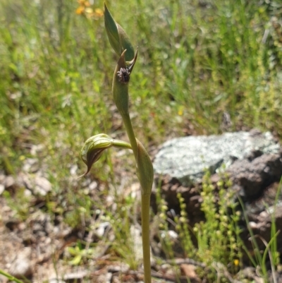 Oligochaetochilus hamatus (Southern Hooked Rustyhood) at Stromlo, ACT - 27 Oct 2021 by Rebeccajgee