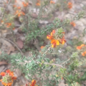 Pultenaea procumbens at Greenleigh, NSW - 24 Oct 2021 02:52 PM