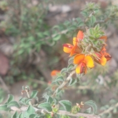 Pultenaea procumbens at Greenleigh, NSW - 24 Oct 2021 02:52 PM