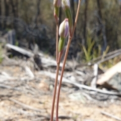 Thelymitra sp. (A Sun Orchid) at Stromlo, ACT - 27 Oct 2021 by Rebeccajgee