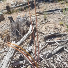 Thelymitra sp. at Stromlo, ACT - 27 Oct 2021