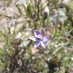 Thelymitra sp. (A sun orchid) at Stromlo, ACT - 27 Oct 2021 by Rebeccajgee
