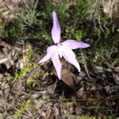 Glossodia major (Wax Lip Orchid) at Stromlo, ACT - 27 Oct 2021 by Rebeccajgee