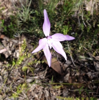 Glossodia major (Wax Lip Orchid) at Stromlo, ACT - 27 Oct 2021 by Rebeccajgee