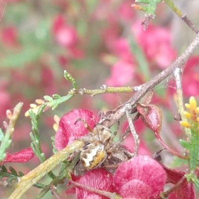 Araneinae (subfamily) (Orb weaver) at Greenleigh, NSW - 24 Oct 2021 by LyndalT