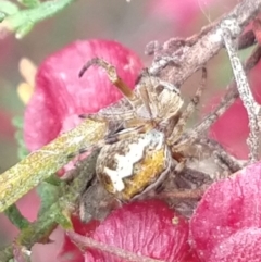 Araneinae (subfamily) at Greenleigh, NSW - 24 Oct 2021