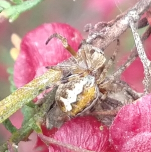 Araneinae (subfamily) at Greenleigh, NSW - 24 Oct 2021