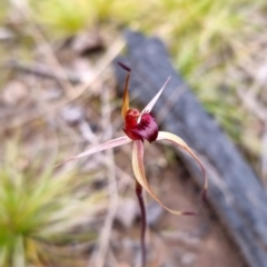 Caladenia montana (Mountain spider orchid) at Yarrangobilly, NSW - 22 Oct 2021 by Ryl