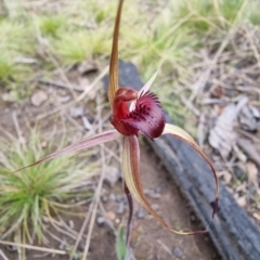 Caladenia montana at Yarrangobilly, NSW - suppressed