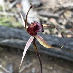 Caladenia montana at Yarrangobilly, NSW - 23 Oct 2021