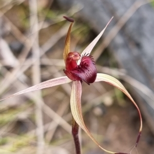 Caladenia montana at Yarrangobilly, NSW - suppressed