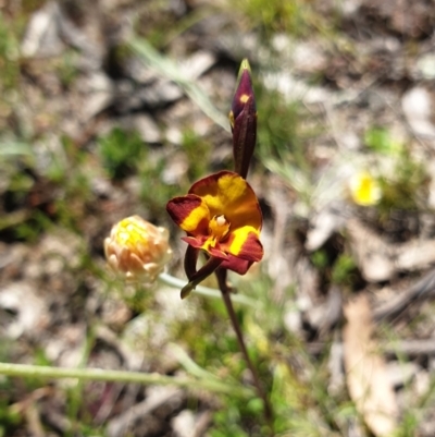 Diuris semilunulata (Late Leopard Orchid) at West Stromlo - 27 Oct 2021 by Rebeccajgee