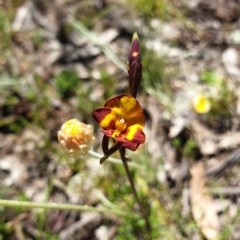 Diuris semilunulata (Late Leopard Orchid) at Stromlo, ACT - 27 Oct 2021 by Rebeccajgee