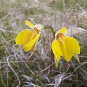 Diuris subalpina at Hereford Hall, NSW - suppressed