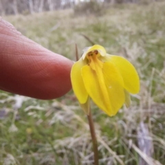 Diuris subalpina at Hereford Hall, NSW - 27 Oct 2021