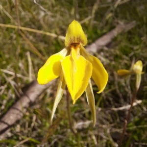 Diuris subalpina at Hereford Hall, NSW - 27 Oct 2021