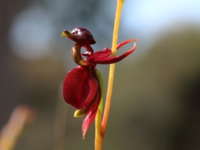 Caleana major (Large Duck Orchid) at Glenquarry, NSW - 27 Oct 2021 by Snowflake