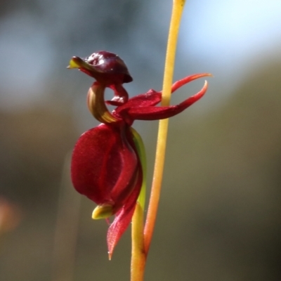 Caleana major (Large Duck Orchid) at Glenquarry - 27 Oct 2021 by Snowflake
