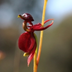 Caleana major (Large Duck Orchid) at Glenquarry, NSW - 26 Oct 2021 by Snowflake