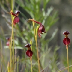 Caleana major at Glenquarry, NSW - 27 Oct 2021