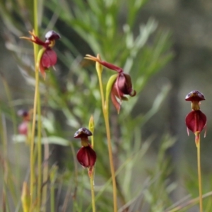 Caleana major at Glenquarry, NSW - suppressed