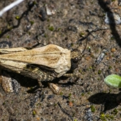Paratettix australis (A pygmy grasshopper) at QPRC LGA - 17 Oct 2021 by WHall