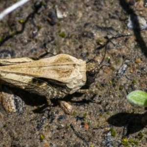 Paratettix australis at Googong, NSW - 17 Oct 2021