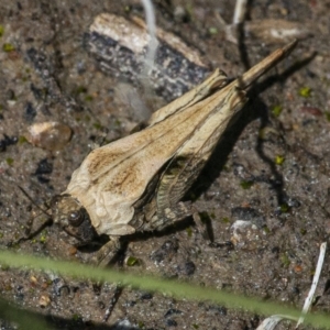 Paratettix australis at Googong, NSW - 17 Oct 2021