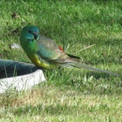 Psephotus haematonotus (Red-rumped Parrot) at Macarthur, ACT - 26 Oct 2021 by RodDeb