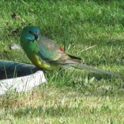 Psephotus haematonotus (Red-rumped Parrot) at Macarthur, ACT - 26 Oct 2021 by RodDeb