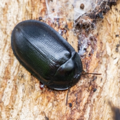 Pterohelaeus striatopunctatus (Darkling beetle) at QPRC LGA - 15 Oct 2021 by WHall