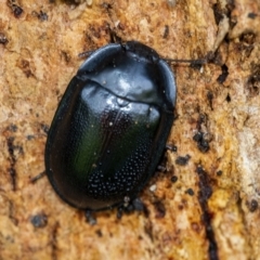 Pterohelaeus striatopunctatus at Googong, NSW - 15 Oct 2021 02:59 PM