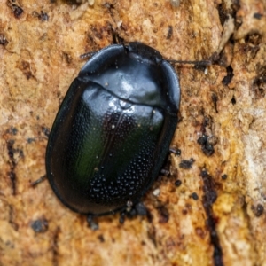 Pterohelaeus striatopunctatus at Googong, NSW - 15 Oct 2021