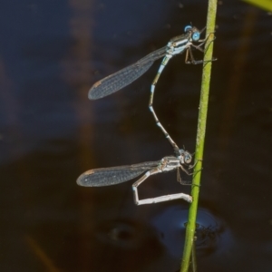 Austrolestes leda at Googong, NSW - 17 Oct 2021