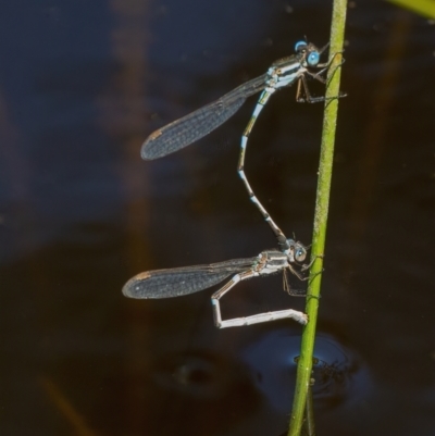 Austrolestes leda (Wandering Ringtail) at QPRC LGA - 17 Oct 2021 by WHall