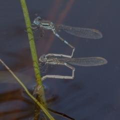 Austrolestes leda at Googong, NSW - 17 Oct 2021