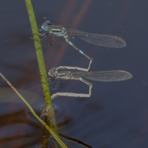 Austrolestes leda at Googong, NSW - 17 Oct 2021